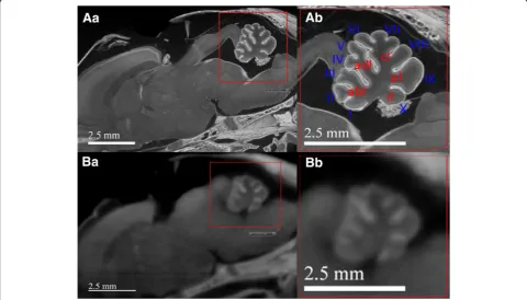 Fig. 5 Direct comparison of ex vivo (spatial resolution of 10.7 μm/voxel) and in vivo (spatial resolution of 20 μm/voxel) micro-CT scans of thesame 24-h-old rat’s head shows the image-quality difference between the two