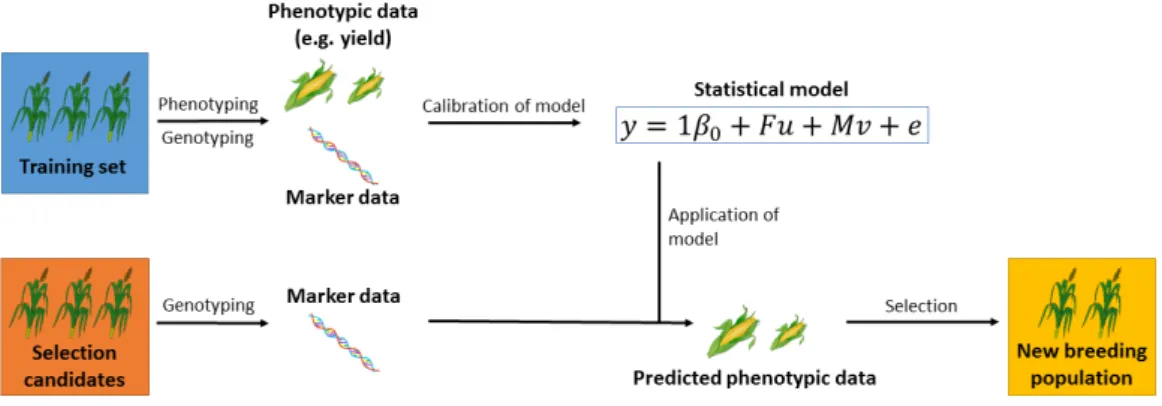 Figure 1.1. Prediction of performance with genetic markers. Individuals in the training set are genotyped and phenotyped