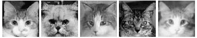 Figure 10: Five cat images used as the training set.