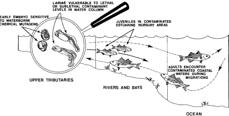 Fig. 6. Life cycle of the striped bass Morone saxatilis with potential pollutant impact points 