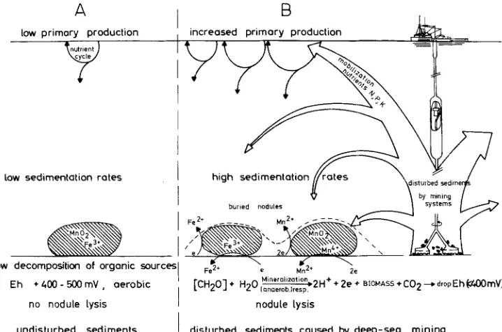 Fig. 2. The lysis of manganese nodules as a possible result of deep-sea mining. Because of mining activity (B), sediments are disturbed, nutrients become mobilized and primary production will occur