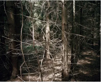 Figure 14. Untitled (IV) from Through Place, 2011