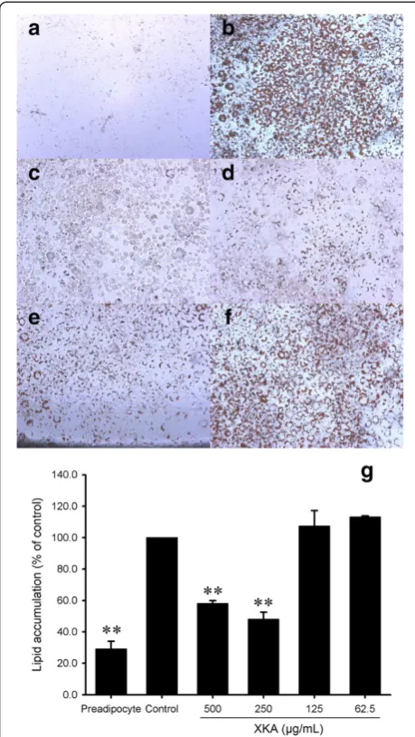 Fig. 4 Effect of XKA on TG and TC accumulation in 3T3-L1 cells. Theconcentrations of XKA were both 500 μg/mL in (a) and (b)