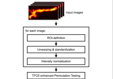 Fig. 1 Overall Workflow, containing ROI definition, unwarping & standardization and intensity normalisation for every image of the test groups.Pre-processed map groups are then tested against each other using cluster enhanced permutations