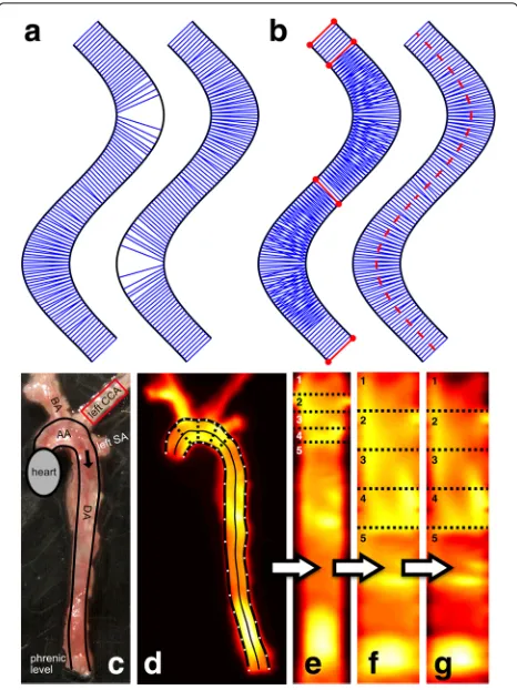 Fig. 2 Schematic vessel boundaries marked asdrawn asfluorescence image where the manually defined boundary points aremarked inboundary points leads to vessel boundaries marked inlight black lineaortic vessel is shown in panel (and (boundary (panelDA = desc
