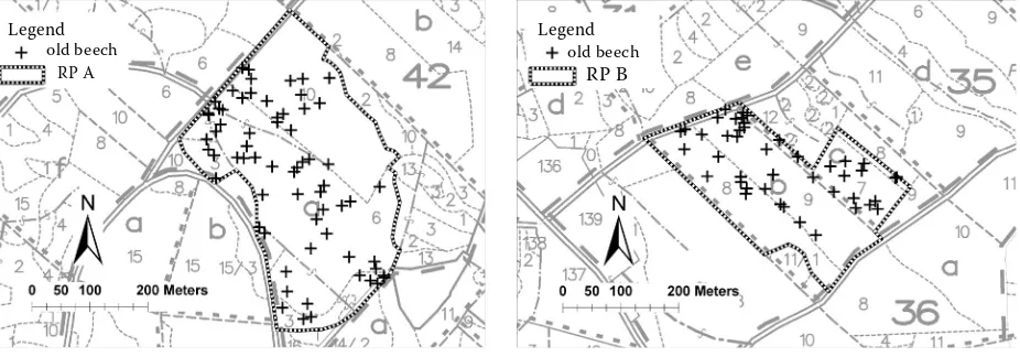 Fig. 3. Position of trees in research plot (RP) A