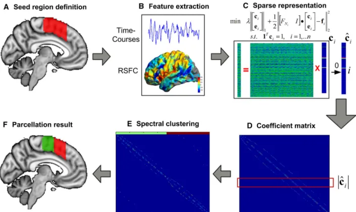Fig. 1 Brain parcellation scheme using sparse representation. After defining the seed region in the standard space (a), we generated the feature matrix by extracting time courses within the seed region or calculating the whole-brain functional connectivity