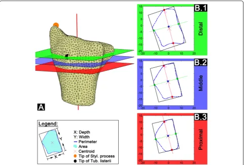 Fig. 2 Illustration of the locations of the sectional planes and the assessed parameters