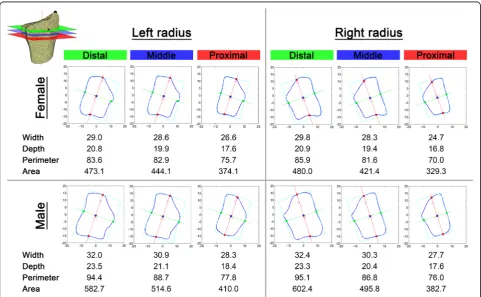 Fig. 4 Cross-sectional cut planes of mean shape models and morphometric values. Length measures given in mm