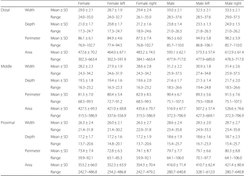 Table 1 Summary (mean +/- SD) of morphometric parameters of three different cross-sectional cut planes calculated directly fromthe CT slices (n = 86)