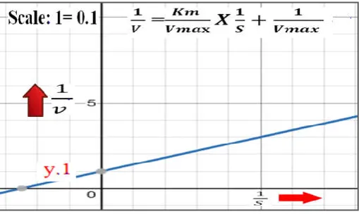 Fig. 1. Regular form of Linrweaver-Burk Plot (Double Reciprocal Plot) 