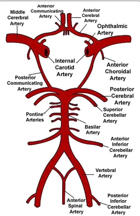 Fig. 1 Schematic representation of the Circle of Willis. Image courtesyof wikipedia.org
