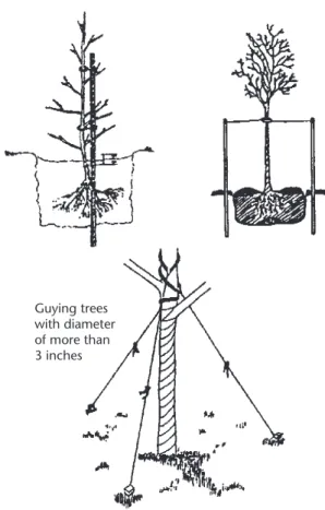 Figure 22. Guying newly planted trees.