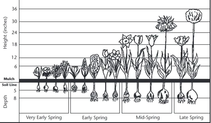 Figure 24. Bulb planting chart.