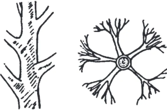 Figure 25. Scaffold branches of trees should have  proper vertical and radical spacing on the trunk.
