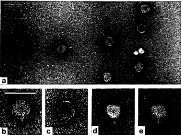 Fig. 11. Phages with no antennae, negatively stained with UA. a, b: phage A63/1. c: phage A45/1