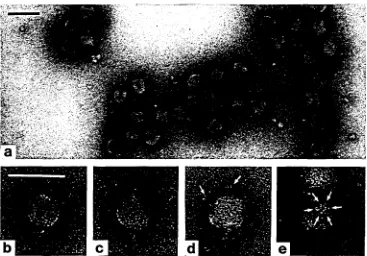 Fig. 13. Other phages with no unusual tail appendages, negatively stained with UA. a, d: phage A1482/1, arrows in d point to antennae with subunits discernible, b, c: phage A88/1