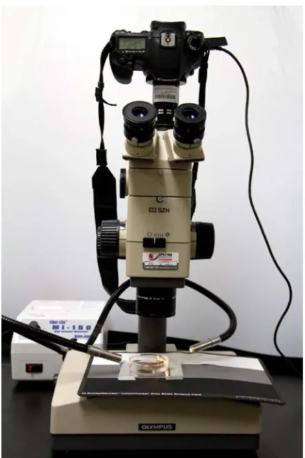 Figure 3. Dissecting microscope setup that consists of a camera attached to a dissecting microscope with fiber optic lights at an oblique angle to the specimen in the petri dish that is located over a gray card on the dissecting microscope
