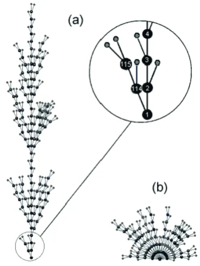 Fig. 2. Two-dimensional representation of two different crown structures: (a) regular, with paths of three segments and (b) ir-regular with paths of different lengths (two to five segments)