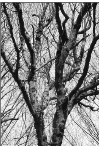 Fig. 1. The third degree of the necrotic disease of beech 