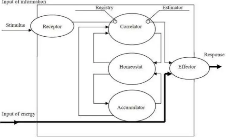 Fig. 3. Model of information processing according to Mazur [8].  