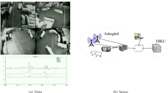 Figure 2.2 Pilot experiment at Askelygaard. a) the 4 cameras and a plot of the data collected from one sow