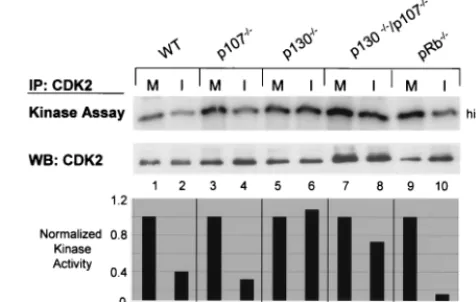 FIG. 1. Regulation of CDK2 activity in HSV-1 infected 3T3 celllines. WT and mutant 3T3 cell lines were mock infected (M) or in-