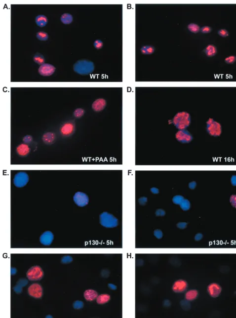 FIG. 5. Formation of viral DNA replication compartments in WT and p130�circles and later infected with 20 PFU of HSV-1/cell