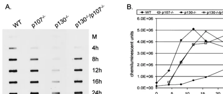 FIG. 6. HSV-1 DNA replication in WT and p130�HSV-1 at 20 PFU/cell and harvested at the indicated times
