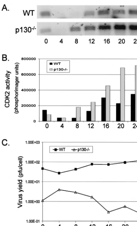 FIG. 7. Cell cycle dependence of HSV-1 in p130�released from contact inhibition by replating at a lower cell density andinfected with HSV-1 at 5 PFU/cell at 4-h intervals from 0 to 24 h afterrelease