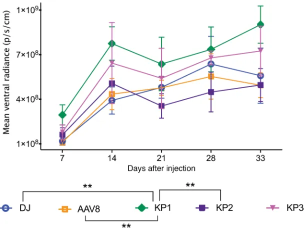 Figure 7. In vivo transduction efficiency of rAAVs packaged with the AAV8 and AAV-DJ capsids
