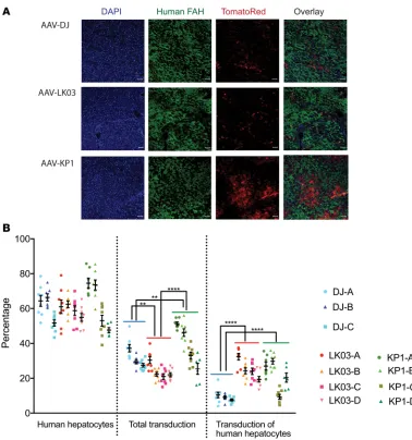 Figure 8. Validation and quantification of human hepatocyte transduction in mice with humanized liver in vivo