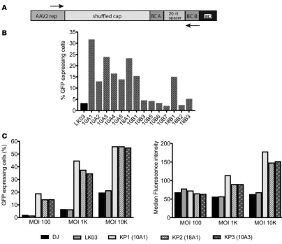 Figure 3. Rescue of enriched capsid sequences and evaluation of selected capsids for islet transduction