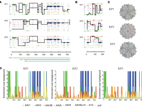 Figure 5. Amino acid sequence and structural composition of selected shuffled AAV capsid variants