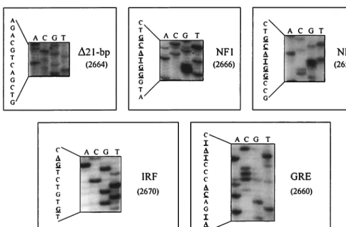 FIG. 6. Direct sequencing of 5�from the blood of sheep (sheep 2664, 2666, 2658, 2670, 2660, 2668, and 2663) infected with mutant proviruses (pBLV-pBLV-NF2, pBLV-IRF, pBLV-GRE, pBLV-Ebox3x, and pBLV-CRE3x, respectively) and the 5were then directly sequenced