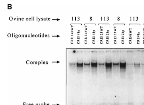 FIG. 3. In vitro interaction of the TxREs with CREB/ATF proteinsand response of the mutated LTRs to the PKA pathway