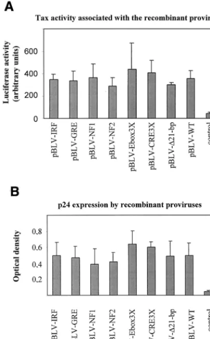 FIG. 4. Abilities of recombinant proviruses to express Tax-associ-ated activity and p24 proteins in cell culture
