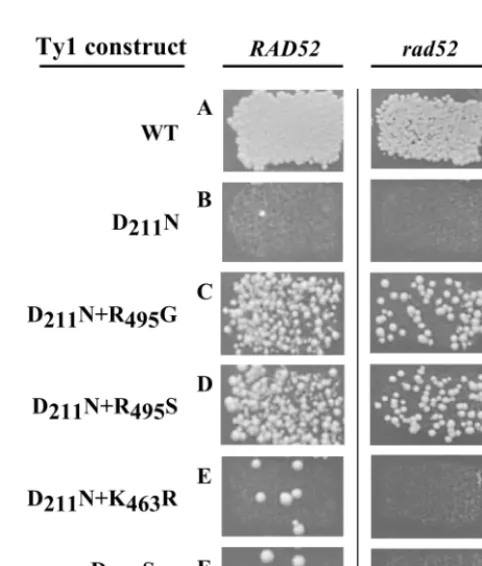 TABLE 1. Properties of engineered Ty1 RT active-site mutants