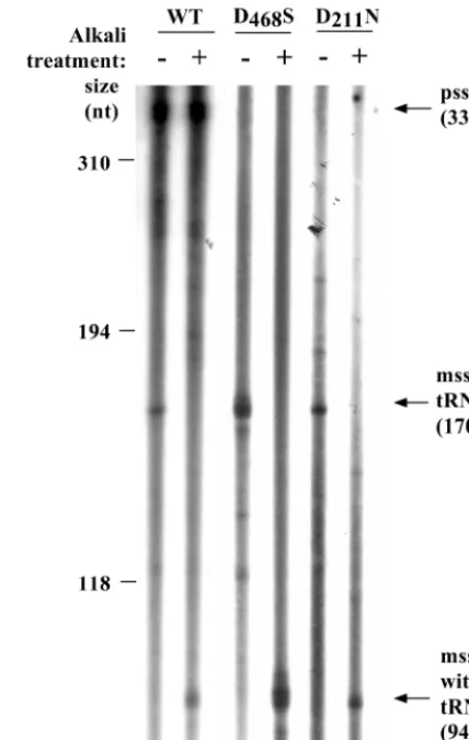 TABLE 2. Determination of the transposition rate forWT and mutant Ty1 elements