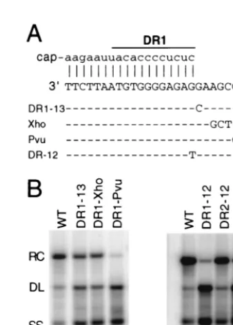 TABLE 2. Efﬁciency of plus-strand DNA synthesis determined by primer extension