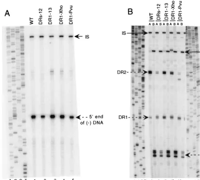 FIG. 4. Primer extension analysis of the wild type (WT) and variants DRs-12, DR1-13, DR1-Xho, and DR1-Pvu indicates a circularizationdefect