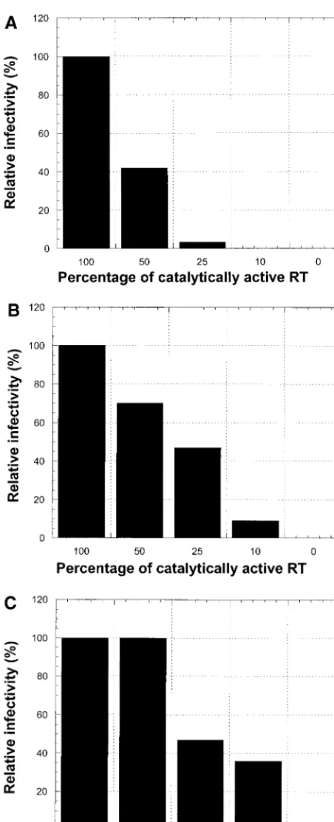FIG. 2. Limiting polymerase or RNase H activity affects virus in-fectivity. (A) 293 cells were cotransfected with different proportions of