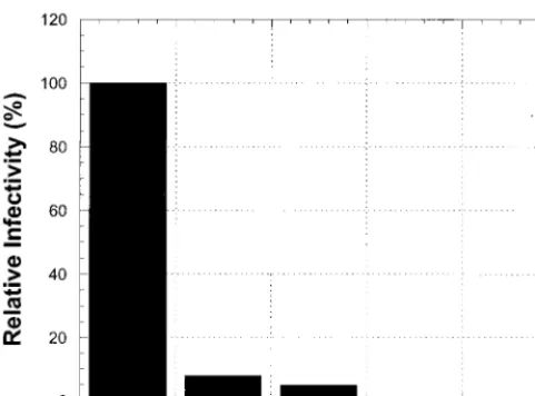 FIG. 4. RTs with inactive polymerase and inactive RNase H com-plement inefﬁciently. In control experiments, 293 cells were trans-