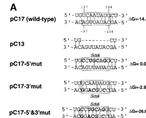 FIG. 2. Nucleotide sequence and secondary-structure analysis ofwild-type and mutant KUN replicon RNAs