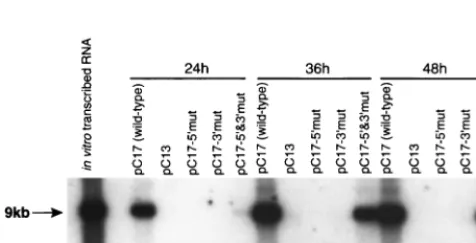FIG. 4. Northern blot showing effects of mutations in the cycliza-tion motifs on replication of KUN replicon RNA