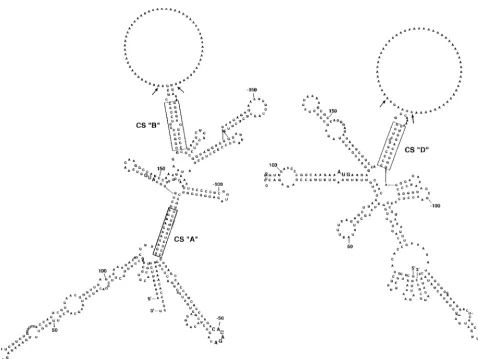FIG. 5. Computer-generated secondary structures of the interaction between the RNA at the 5�The predicted secondary structures of the proposed CS and some ﬂanking sequences connected by a poly(A) insert were produced using the M-foldprogram as for Fig