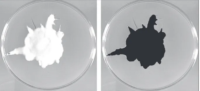 Fig. 1. Tresholding of Armillaria spp. colony surface. On the right cleaned binary image