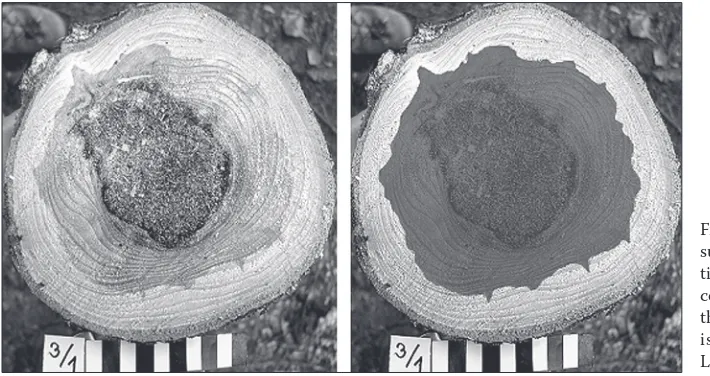 Fig. 3. The morphometric processing of bark beetle gal-lery. On the left – original picture (in colours), on the right final cleaned binary image, prepared for surface and length measurement