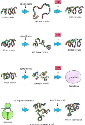 Figure 1. General basic functions of Heat Shock Proteins as chaperones. (a) When a pro-tein is synthesized and “shaped” properly in the endoplasmic reticulum, it is in a particu-lar folded conformation