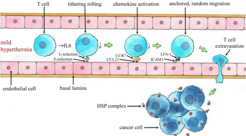 Figure 4. Better trafficking of immune cells to the tumor site via mild hyperthermia or IL 6 trans-signaling